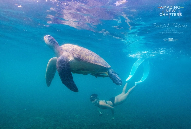 Reborn to the Nature 龜島Koh Tao 帕安島Koh Phangan 蘇梅島Koh Samui