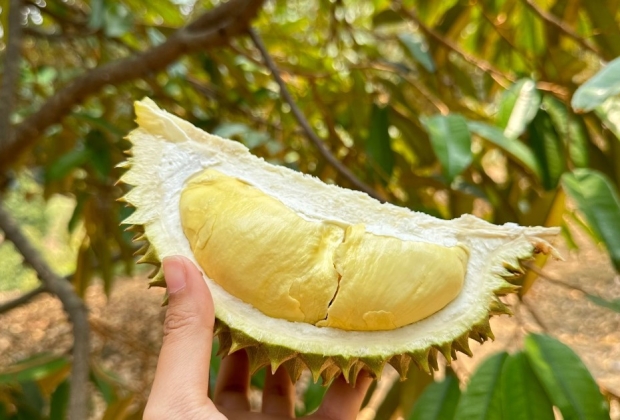 沾他汶里府-羅永府：沉浸在熱帶水果天堂和郁鬱蔥蔥的綠色植物中